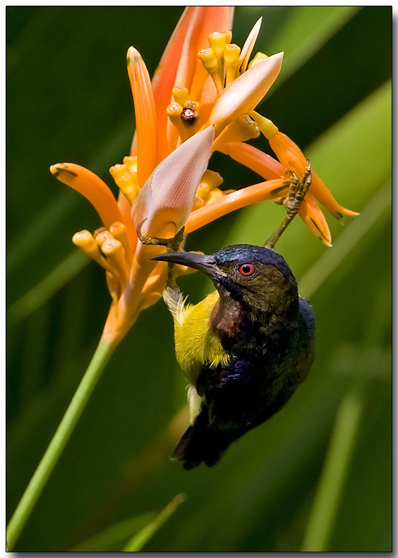 Brown-throated Sunbird