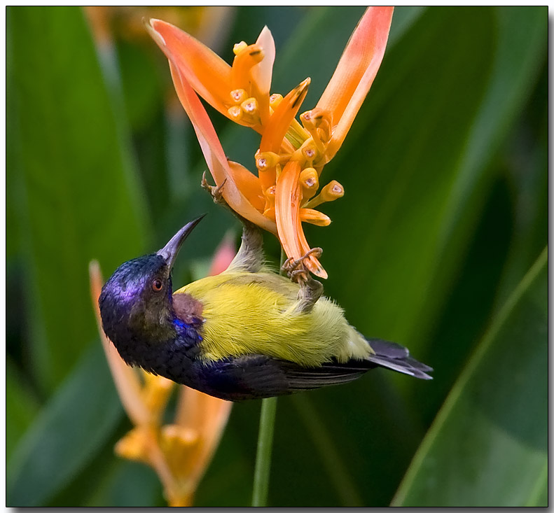 Brown-throated Sunbird