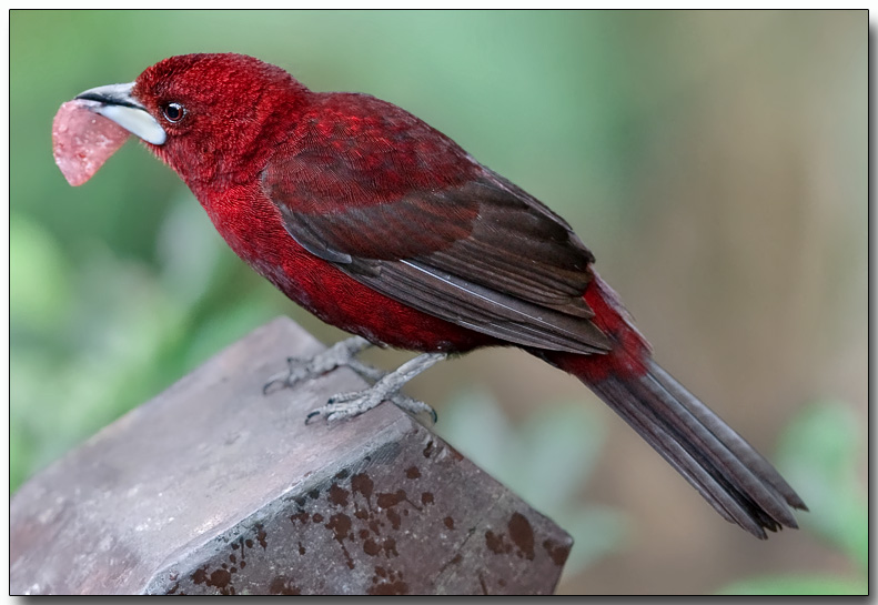 Silver-beaked Tanager - male