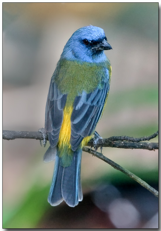 Blue and Yellow Tanager - male