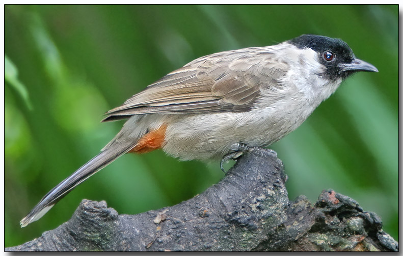 Sooty-headed Bulbul