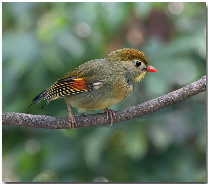 Pekin Robin