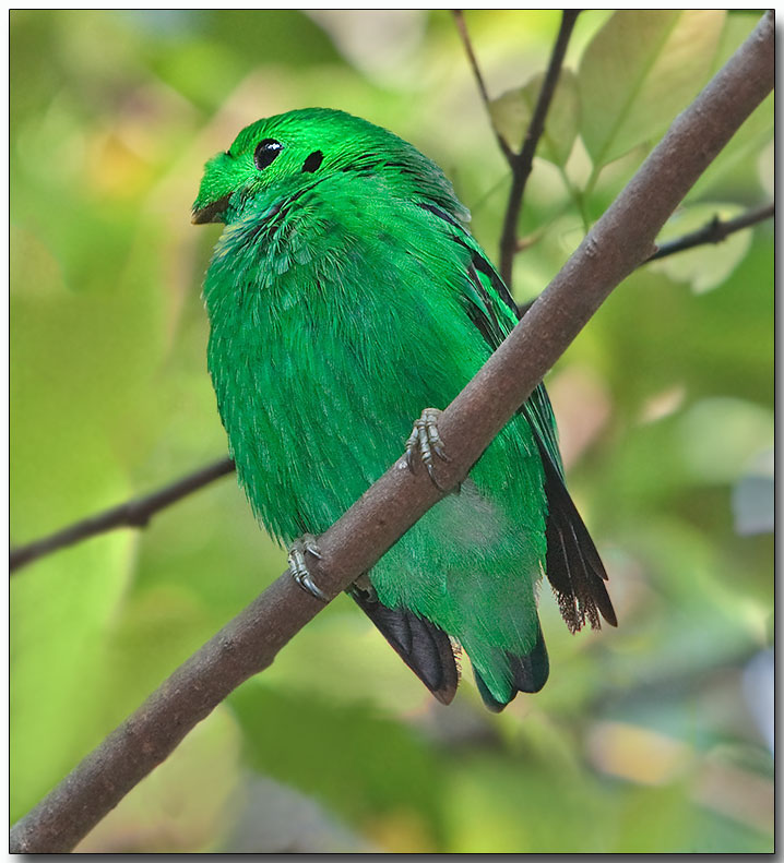 Green Broadbill