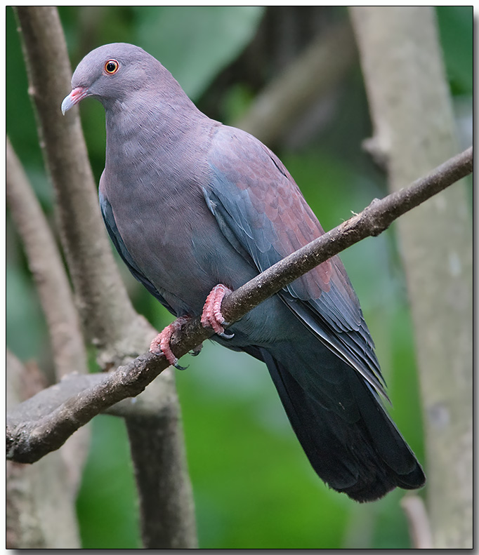 Maranon Pigeon