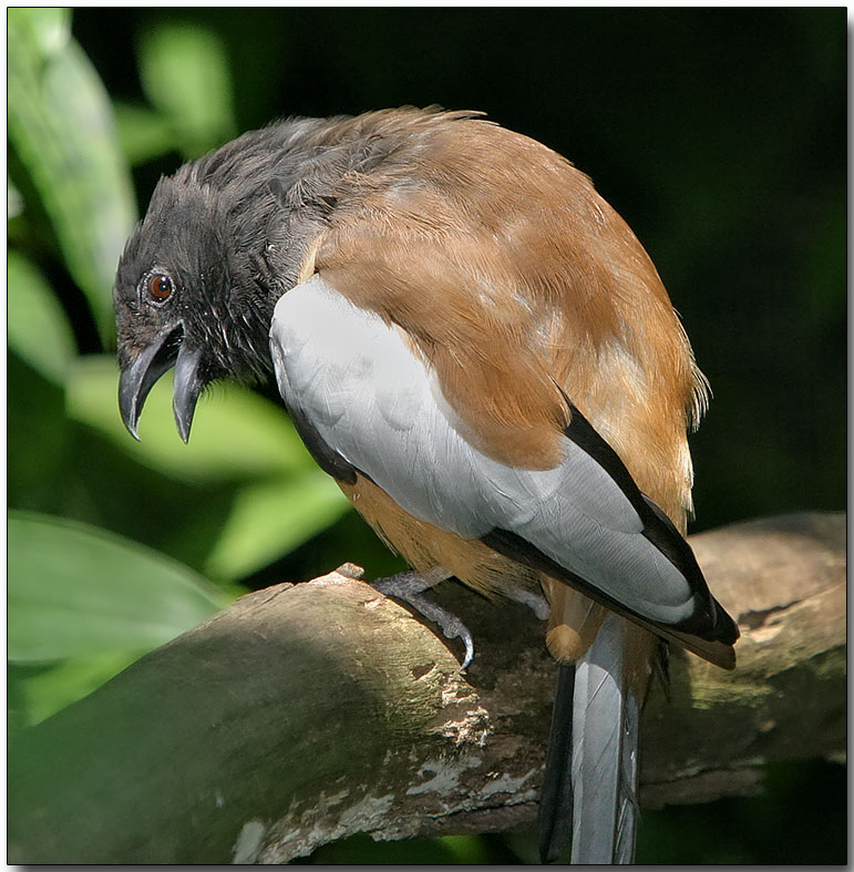 Rufous Treepie