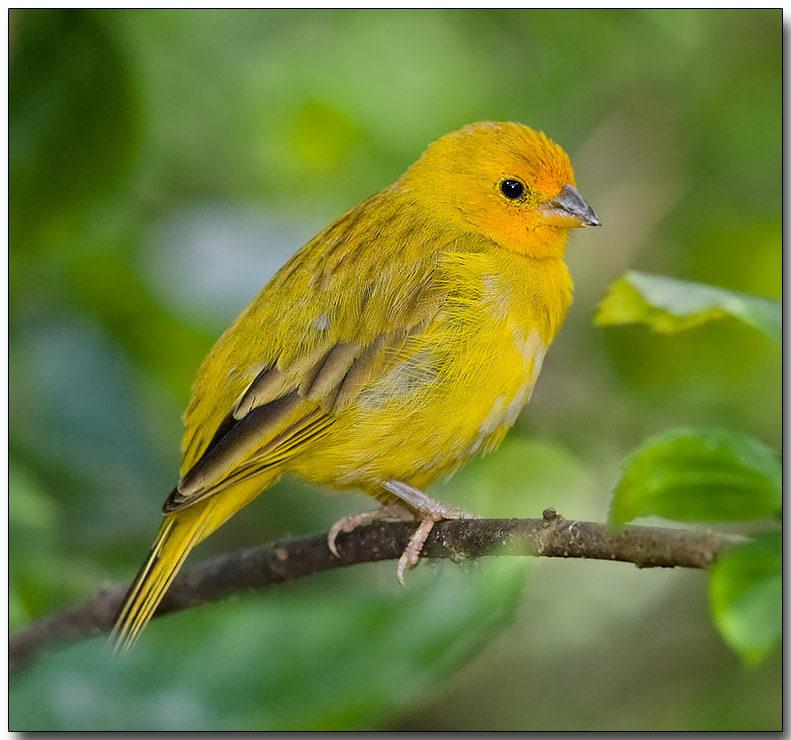 Saffron Finch