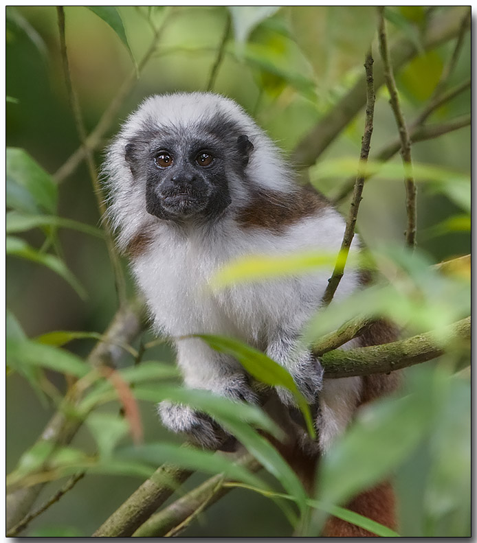 Cotton-top Tamarin