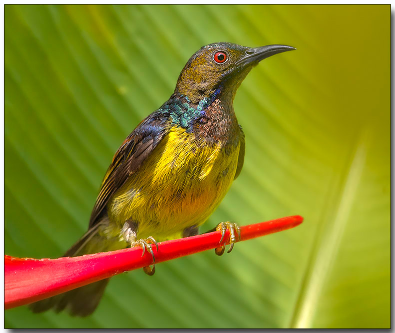Brown-throated Sunbird