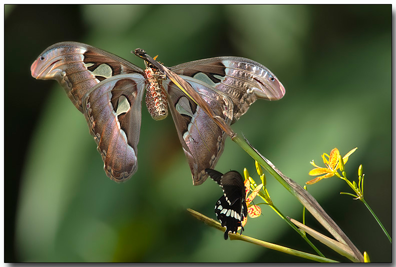 Atlas Moth & Common Mormon Butterfly