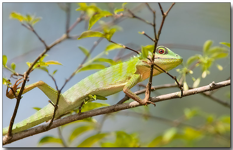 Green Crested Lizard