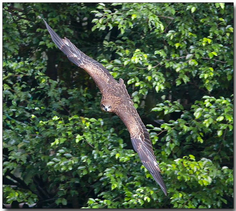Black Kite
