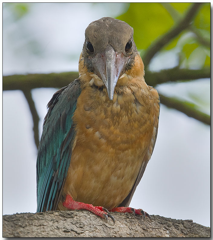 Stork-billed Kingfisher