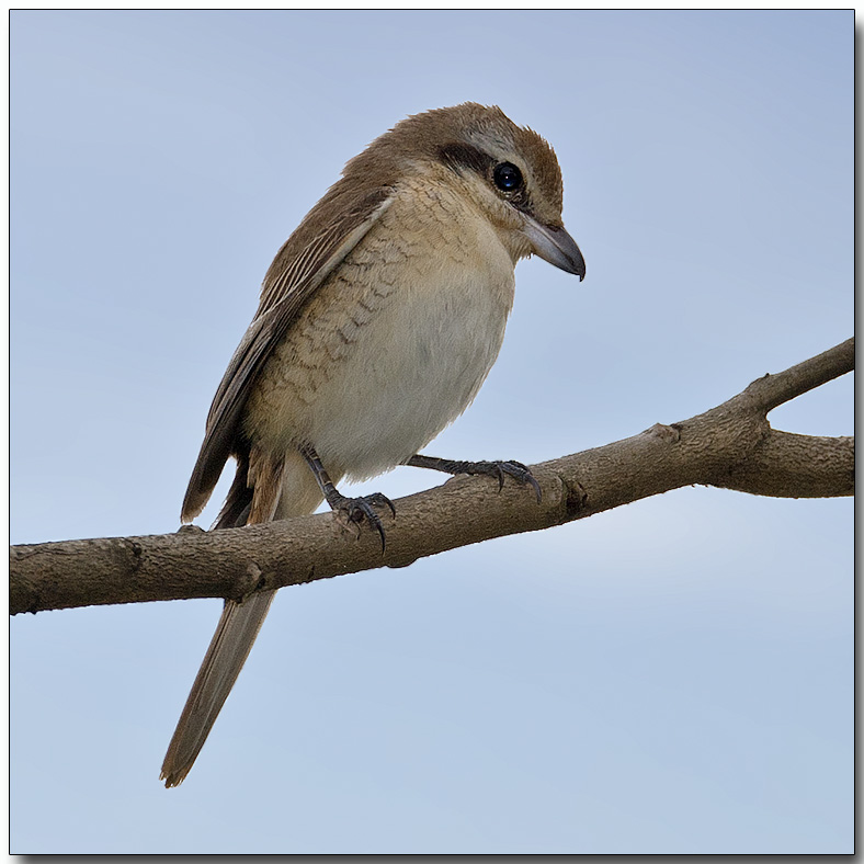 Brown Shrike