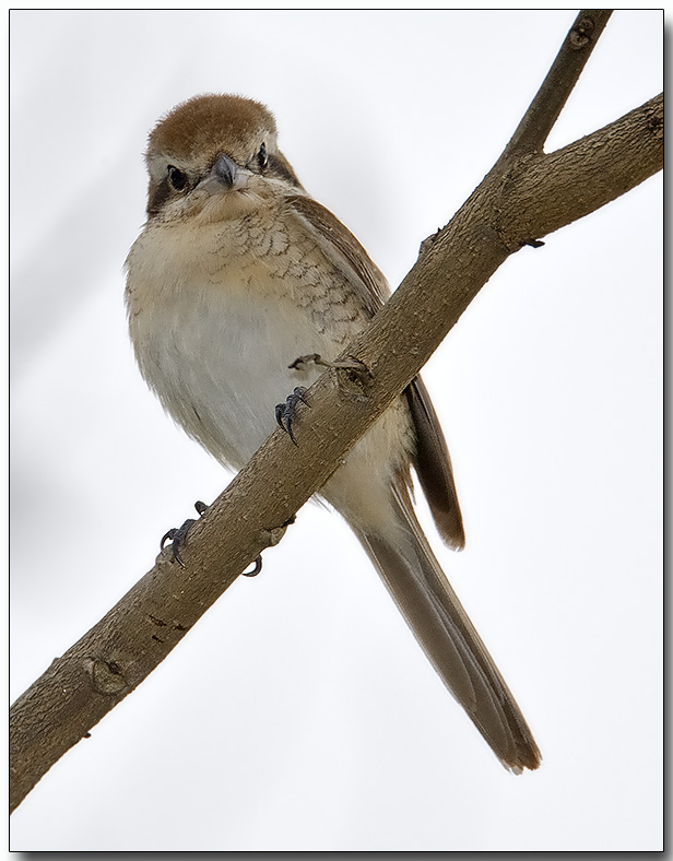 Brown Shrike