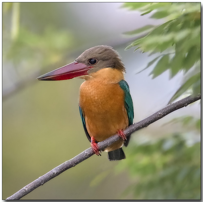 Stork-billed Kingfisher