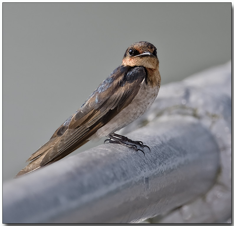 Pacific Swallow