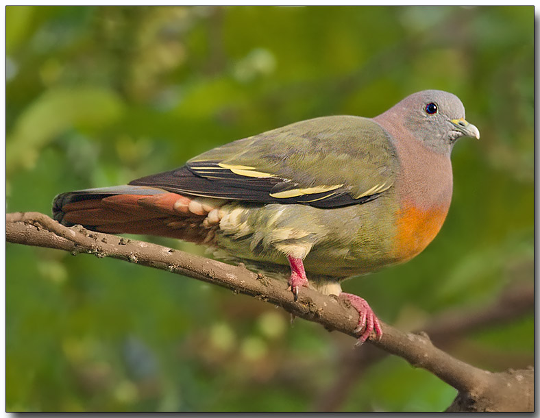 Pink-necked Green Pigeon