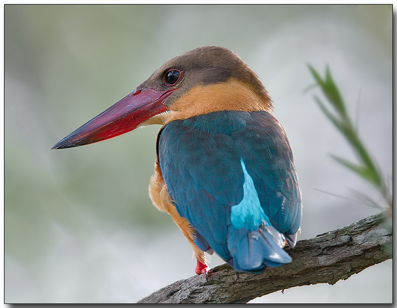 Stork-billed Kingfisher