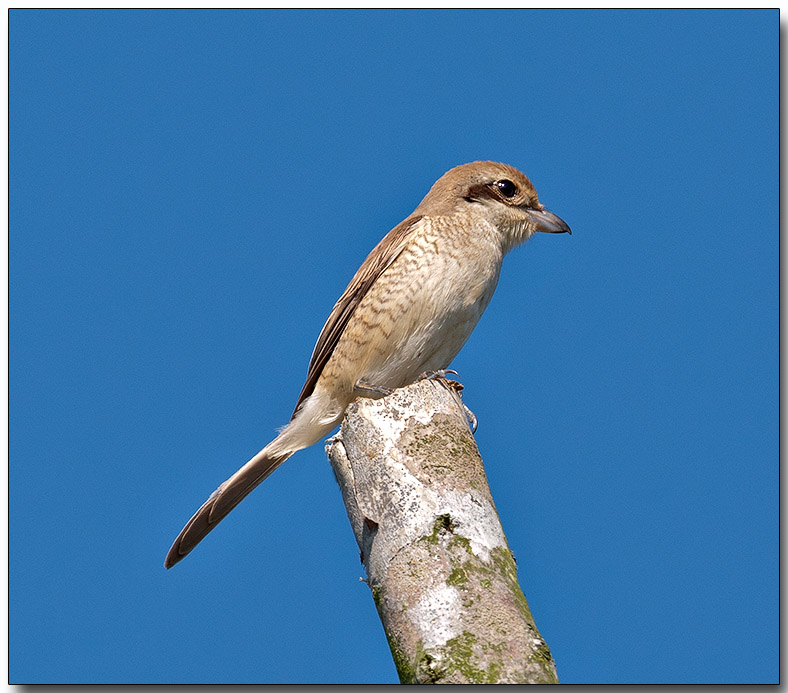 Tiger Shrike