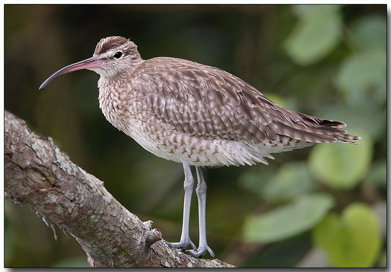 Whimbrel