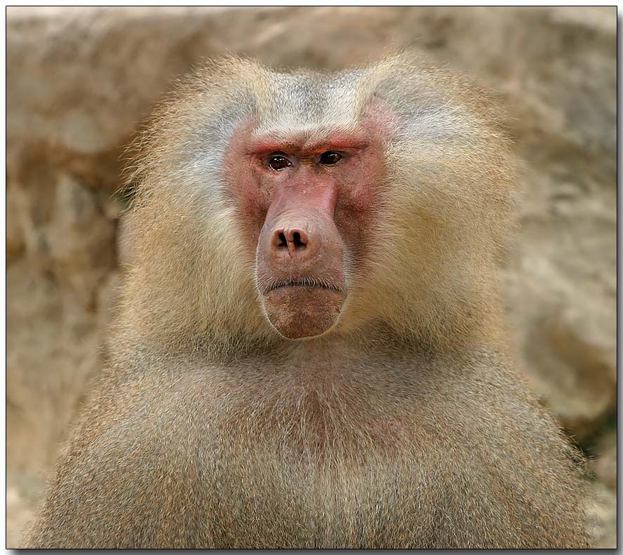 Hamadryas Baboon