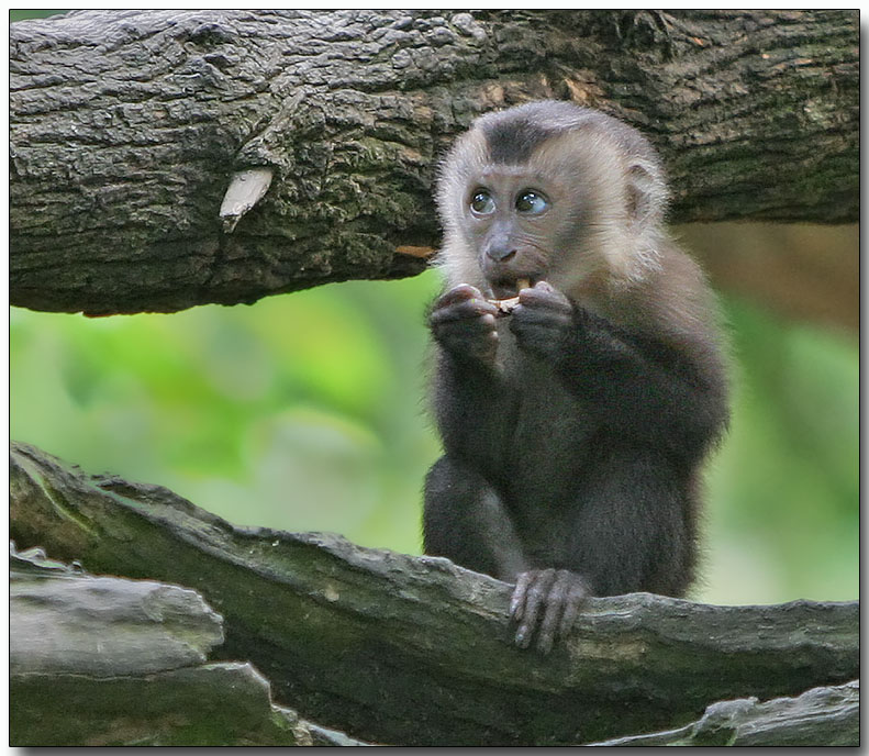 Baby Lion-tailed Macaque