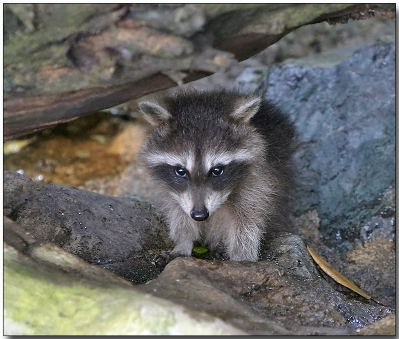 Baby Racoon