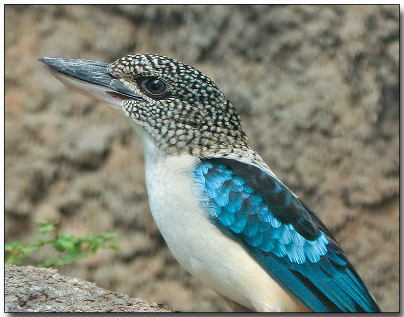 Aru Giant Kingfisher