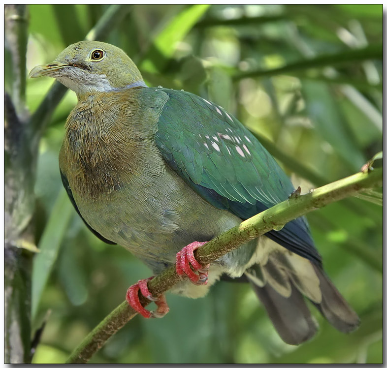 Pink-spotted Fruit Dove