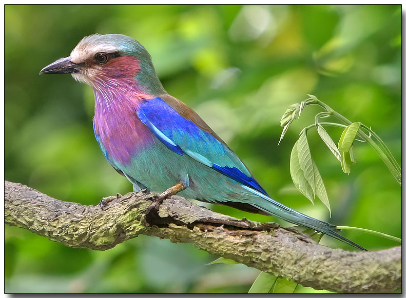 Lilac-breasted Roller