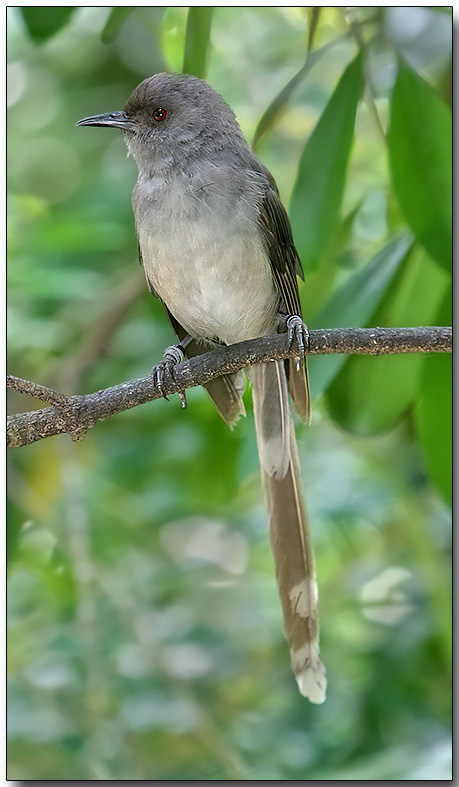 Long-tailed Sebia