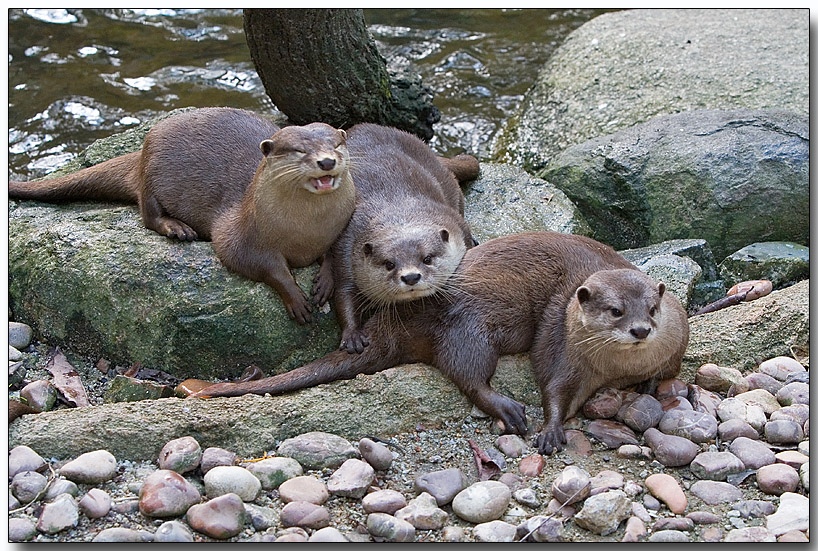 Asian Small-clawed Otters