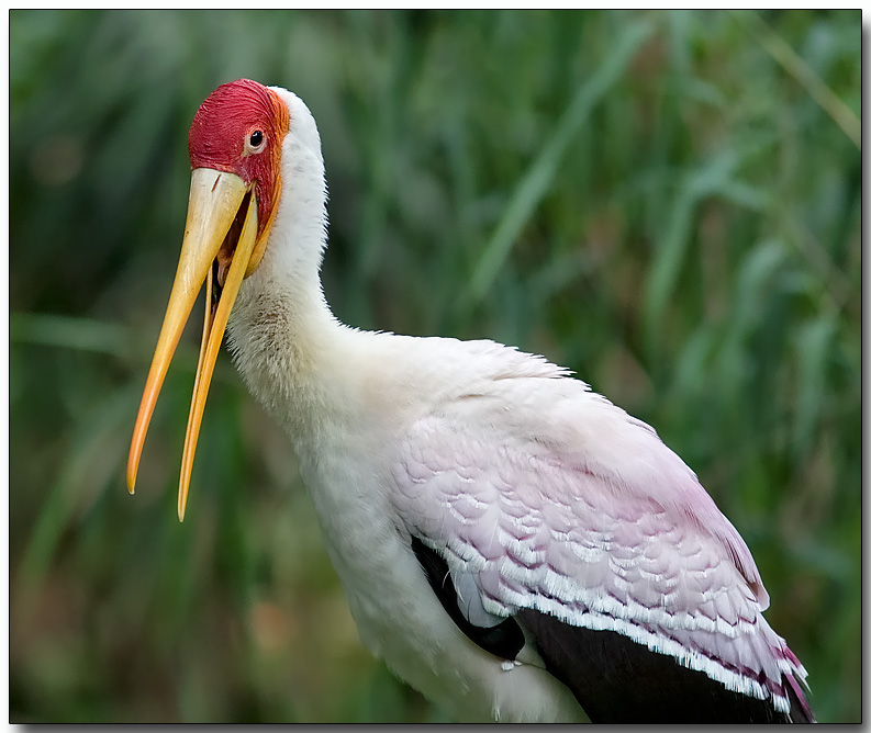 Yellow-billed Stork