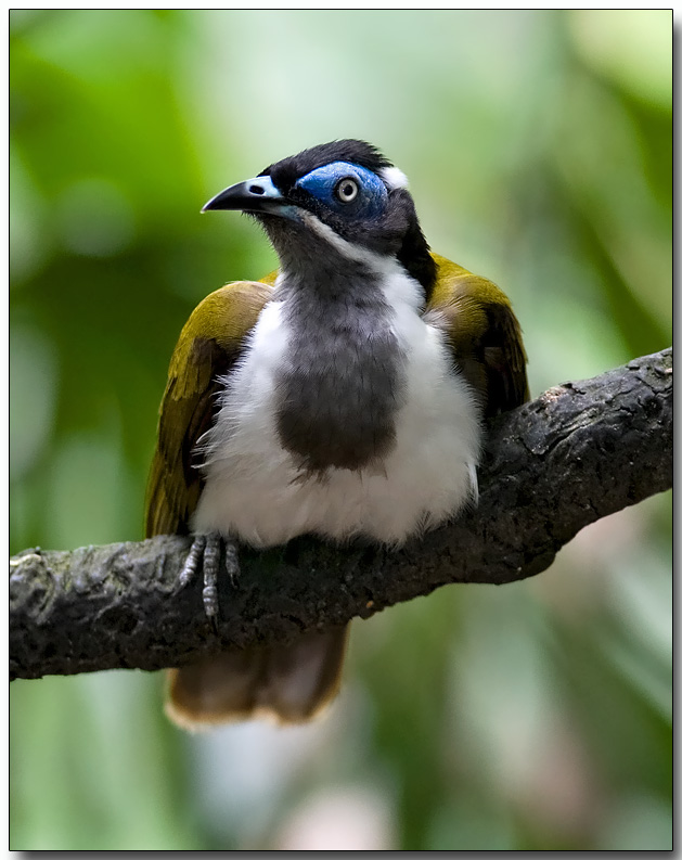 Blue-faced Honeyeater