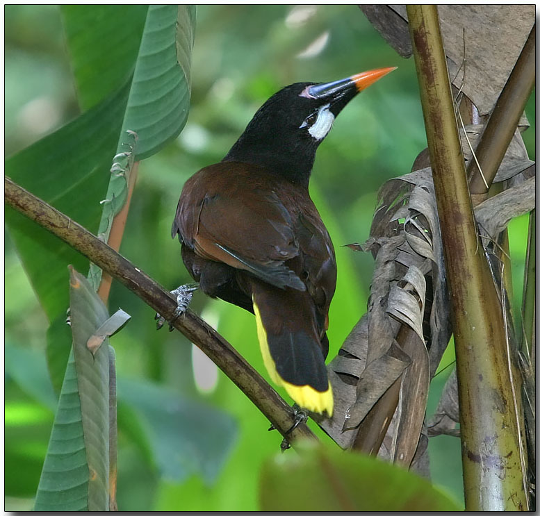 Montezuma Oropendola