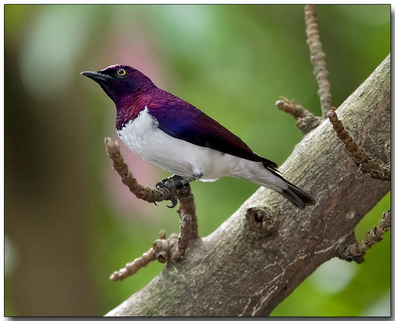 Violet-backed Starling - male