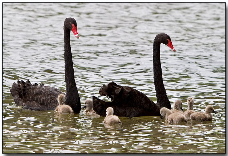 Black Swans