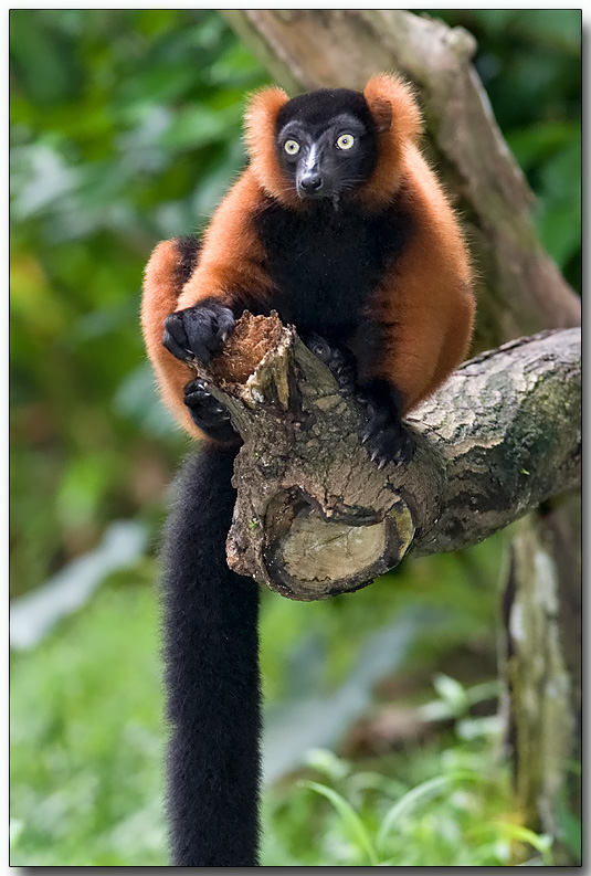 Red Ruffed Lemur