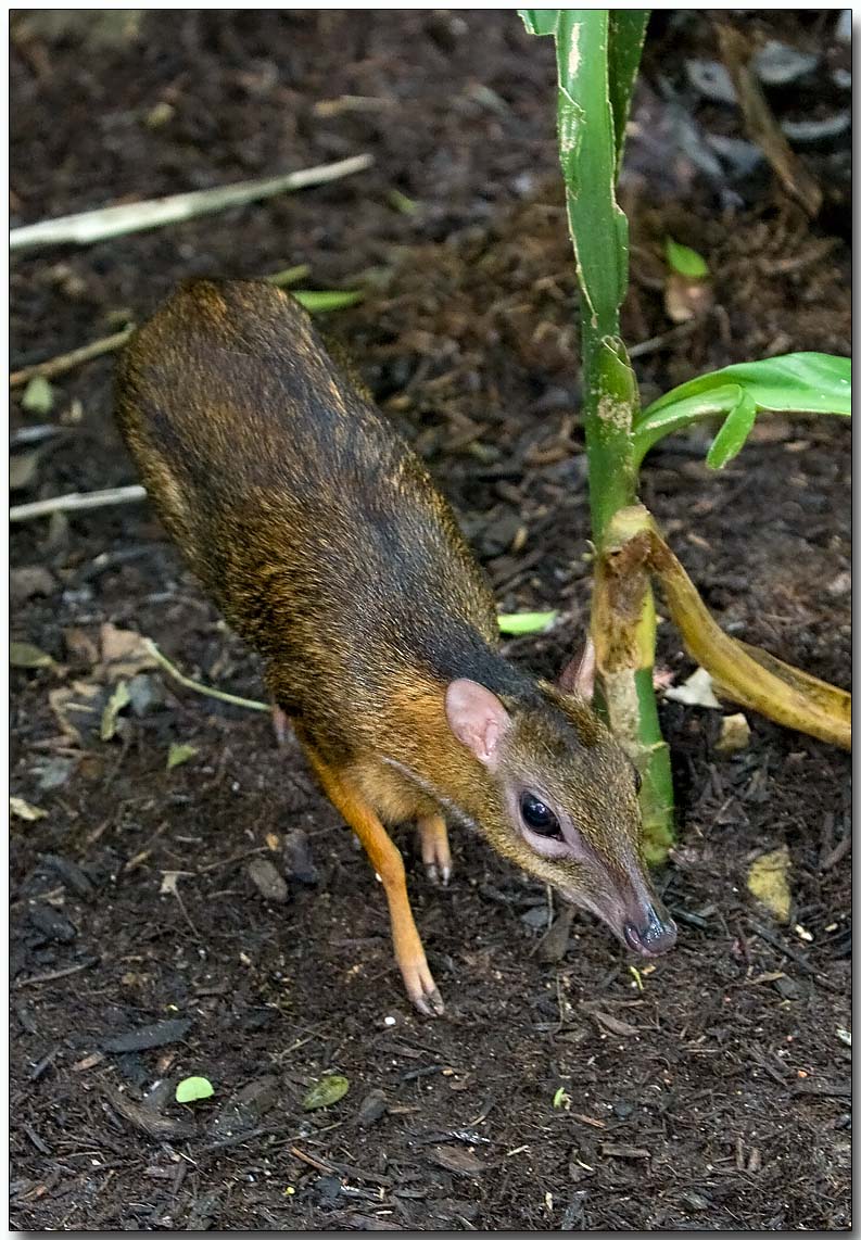 Lesser Mousedeer - adult