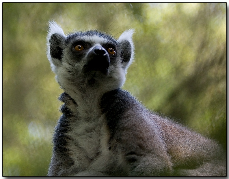 Ring-tailed Lemur