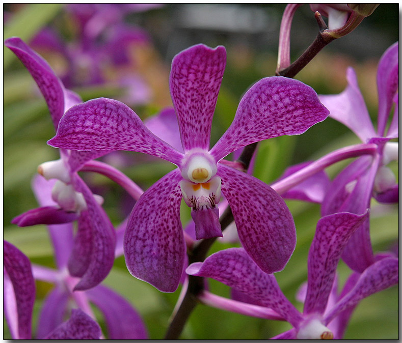 Orchid 43