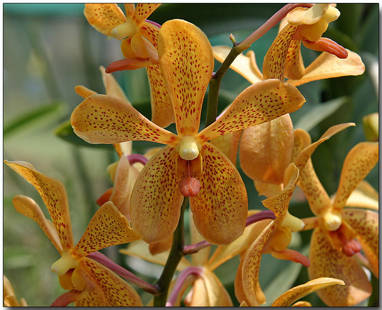 Orchid 47