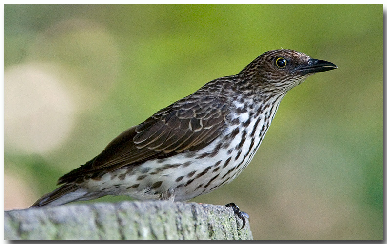 Violet-backed Starling - female
