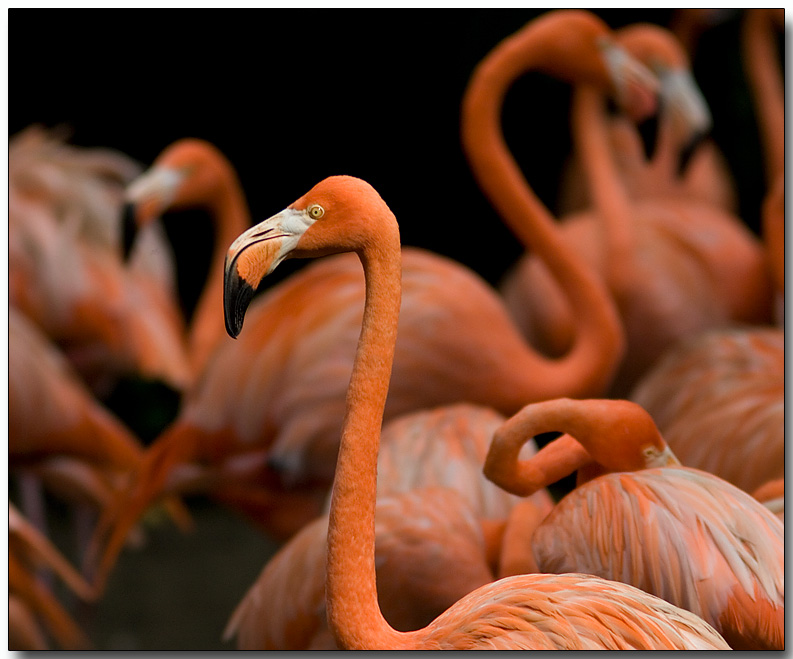 Caribbean Flamingos