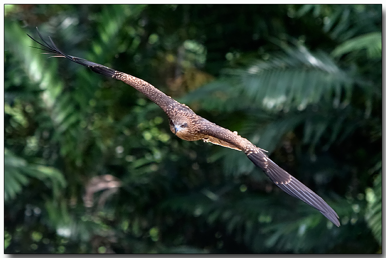 Black Kite