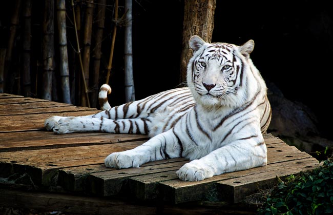 White Tiger 02.jpg