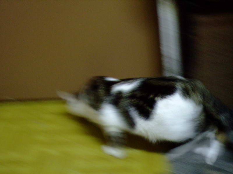 DSCF2411.JPG