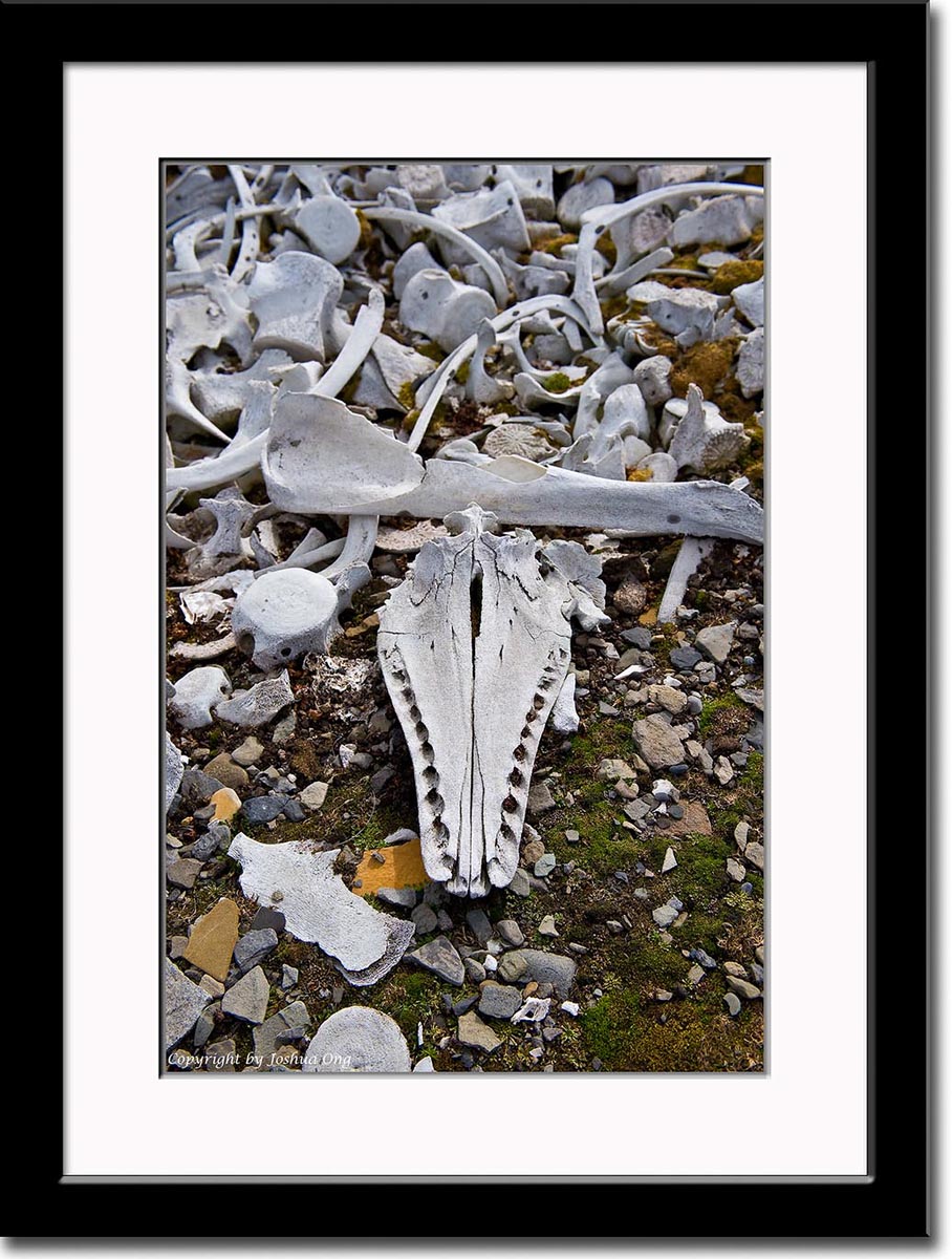 Skelletal Remains of Beluga Whales