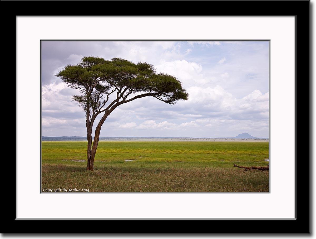 Sole Acacia Tree