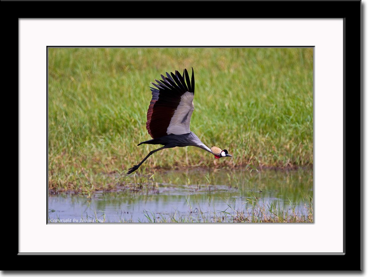 Crowned Crane in Flight